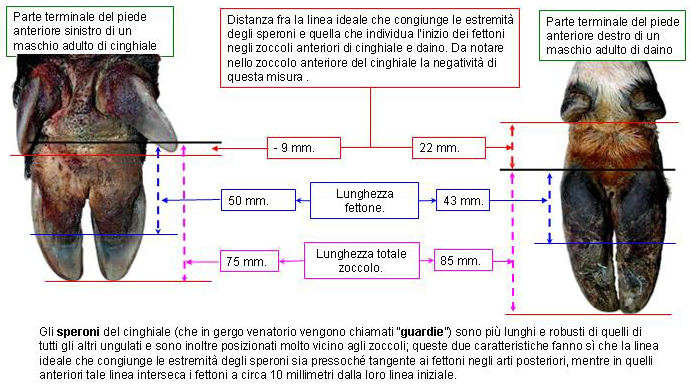 Le impronte degli ungulati.